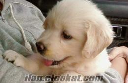 bursada sahibinden satılık köpek golden retriever