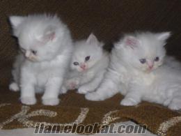 antalyada iran kedisi antalyada sahibinden satılık iran kedisi chinchilla