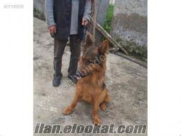 adanadan köpek ilanları Adanadan alman çoban köpeği yavruları