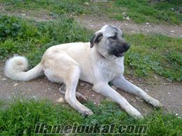 SAFKAN SİVAS KANGAL KÖPEKLERİ MANİSA AKHİSARDAN SATILIK