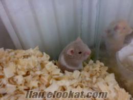 ESKİŞEHİRDEN HER RENK YAVRU HAMSTER