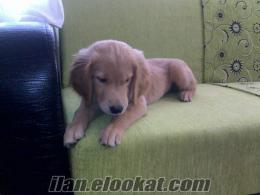 afyon merkezde 60 günlük satılık dişi golden retriever yavru