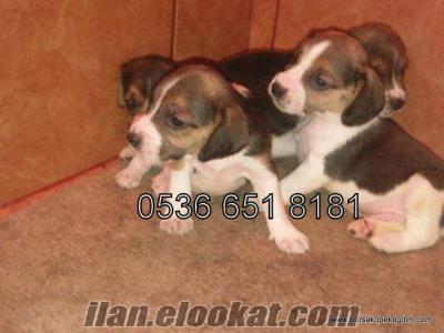 çanakkalede pansiyon satılık beagle yavruları