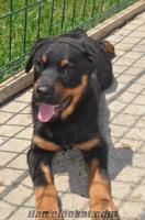 İstanbul Avcılarda satılık 3 aylık rottweiler cinsi kopek 250 TL -- ACILLL--