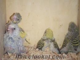 sahibinden satılık tepeli kabak show jumbo muhabbet kuşları