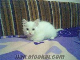 2 AYLIK YAVRU CHİNCHİLLA İRAN KEDİ BEYAZ