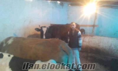 hollanda inekleri hollanda hostein cinsi 45 adet süt inekleri
