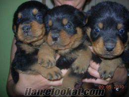 evcilim pet shop== firma garantili macar rottweiler