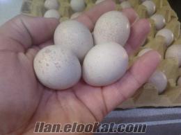 Satılık Keklik yumurtası ve Keklik civcivi (keklik palazı)