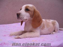 Anne Altından Elizabet Beagle Yavrusu