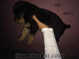 Satılık Rottweiler yavruları