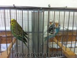 tahta kuş kafesi Adanada Çifthanesiyle Satılık 2 Çift Yerli Muhabbet Kuşu