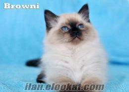 Safkan Sibirya Kedileri yeni ailesini arıyor (ücretli)
