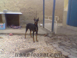 satılık 1 yaşında doberman(dişi)