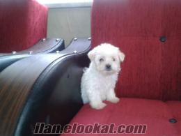 Tea Cup Maltese terrier yavrularımız