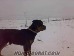 Kayseri Melikgazide rottweiler