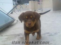 orjinal Kızıl Rottweiler eşi benzeri yok