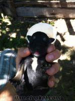 satılık yavru rottweiler köpek