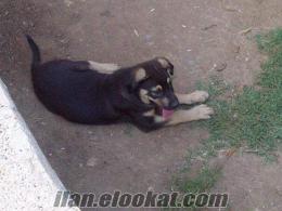 3 Aylık Saf Alman Çoban Kurt Köpeği