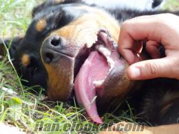 izmir gaziemriden 8 aylık rottweiler satılır