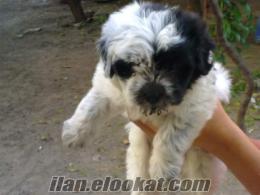 osmaniyeden sahibinden satılık terrier köpek