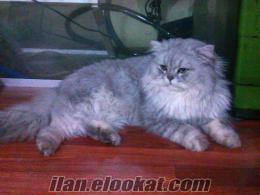 acil satılık iran kedisi
