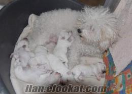 TÜRKİYEDE BİR İLK BICHON BOLOGNESE YAVRULARIMIZ