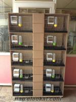 manisa kuş kafesi muhabbet kuşu üretim kafesi
