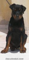 Sökede satılık rottweiler