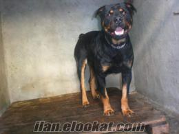 1.5 yaşında erkek rottweiler