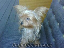 İzmirde yorkshire terrier köpeğim kayboldu izmir