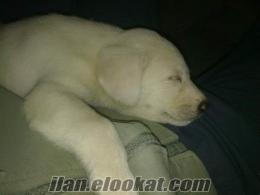 58 Günlük Safkan Labrador yavrusu.. Acil..!