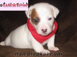 JACK RUSSEL TERRIER ORJİNAL KISA BACAK BEBEKLER