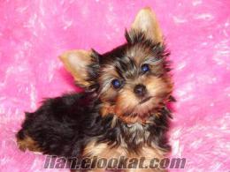 Tatlı safkan minyatür Yorkshire Terrier köpek!