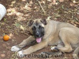 Mersinde sahibinden satlık 3 aylık kangal yavrusu.