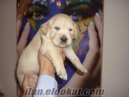 20 Günlük Golden Retriever Yavruları