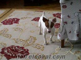 Erkek Jack Russell Aramaktayım