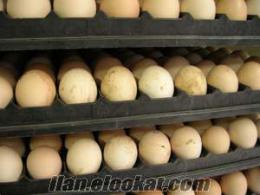paçalı tavuk yumurtası hindi kaz ördek et tavuk civcivi Dölü kuluckalık yumurta uzcuza güvenin adresi