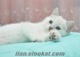 anne altından british shorthair