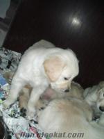 ankara etlikte sahibinden golden beybi feys 6 aylık eyitimli köpek