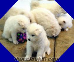 SAMOYED YAVRULAR DOG HEAVEN GÜVENCESİYLE