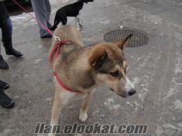 İzmir Bayraklı Yeni Girnede kayıp köpeklerimiz