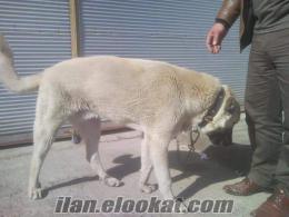 Diyarbakırdan sahibinden satılık 8 aylık saf kangal