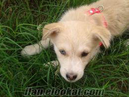 antalyada sibirya kurdu satılık yavru köpek