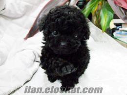 TOY POODLE SİYAH İNCİ YAVRU