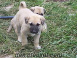 % 100 İRK GARANTİLİ SİVAS KANGAL YAVRULARİ