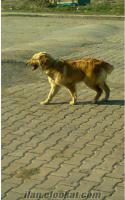 satılık golden retriever 10 aylık dişi