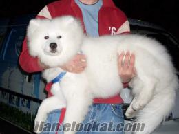 Kocaeli Gölcük samoyed