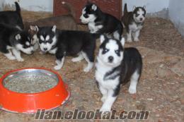 SATILIK 40 GÜNLÜK HUSKY YAVRULARI