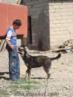 satılık kafkas çoban köpeği ve kangal kırması